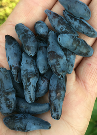 Blue Banana TM Honeyberry | Peaceful Heritage Nursery