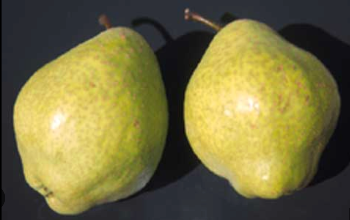 Tsu Li Asian Pear - NEW!!!