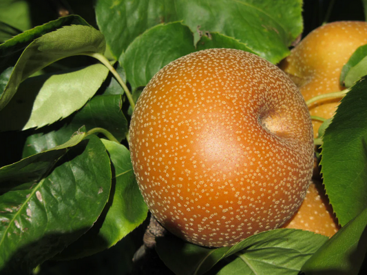 Seuri Asian Pear - NEW!!!