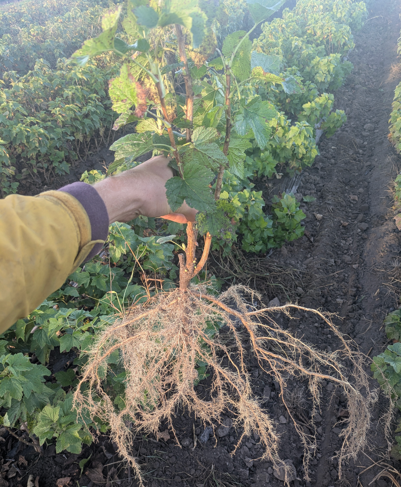 Savannah Zap TM Black Currant