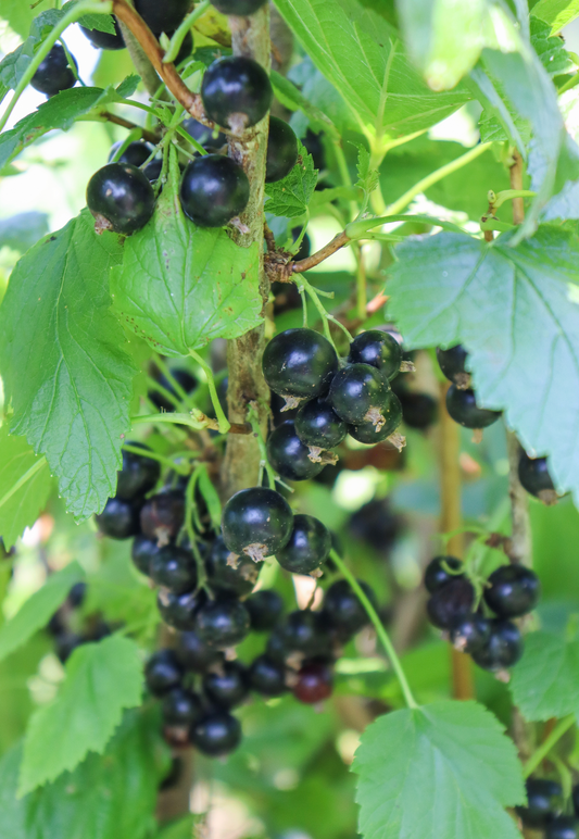 Savannah Zing TM Black Currant