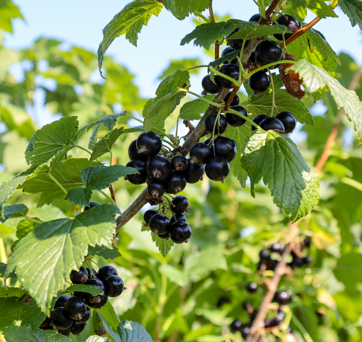 Savannah Zap TM Black Currant