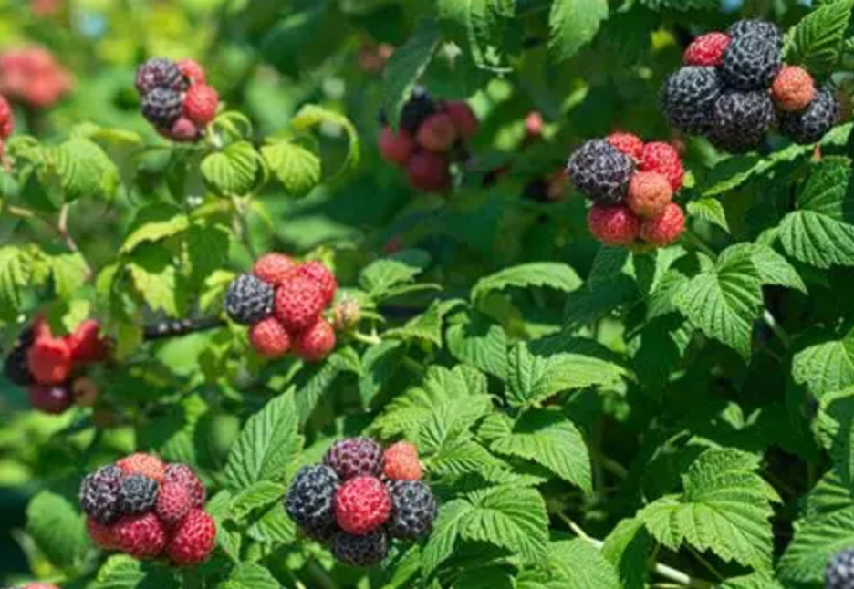 Thorless Rasberry Tahi Black Raspberry Plants | Peaceful Heritage Nursery