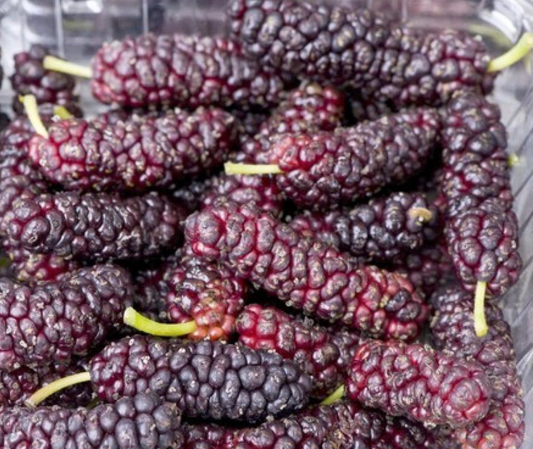 Pakistan Mulberry Tree | Naturally Grown