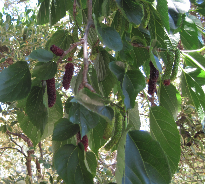 Pakistan Mulberry Tree | Naturally Grown
