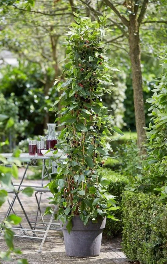 Mojo® DWARF Mulberry Tree | Naturally Grown