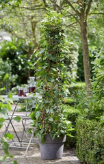 Mojo® DWARF Mulberry Tree | Naturally Grown