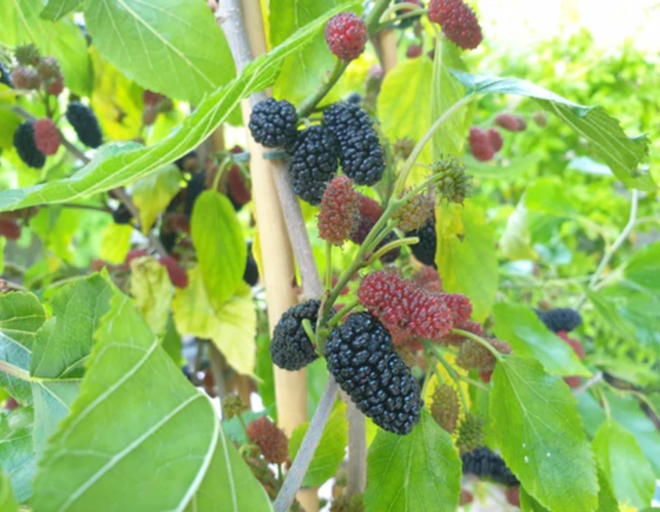 Mojo® DWARF Mulberry Tree | Naturally Grown