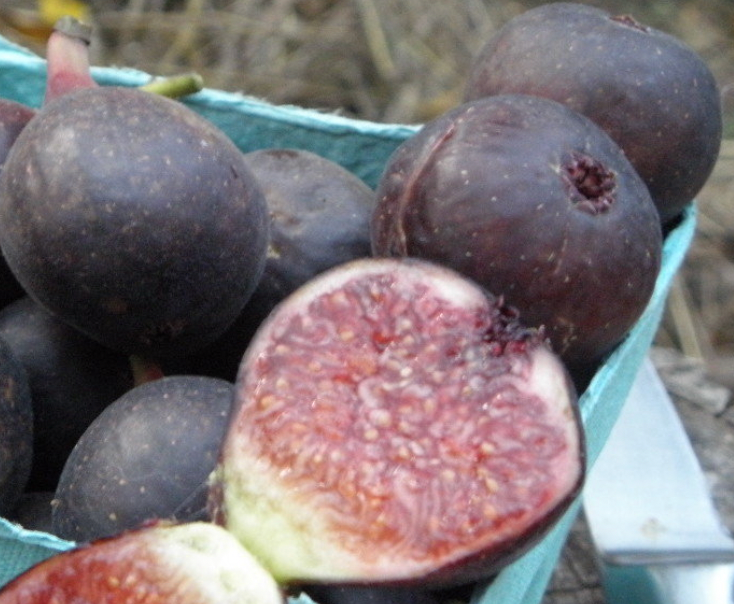 Colonel Littman's Black Cross Fig | Naturally Grown