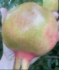 Surh Anor Cold Hardy Pomegranate - Naturally Grown