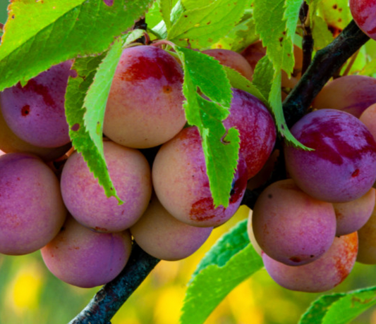 Wild Plum Prunus Americana | Peaceful Heritage Nursery