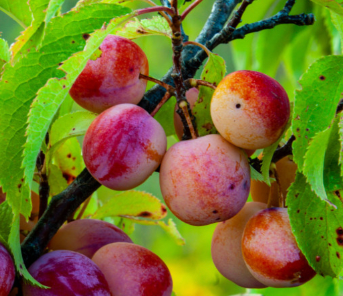 Wild Plum Prunus Americana | Peaceful Heritage Nursery