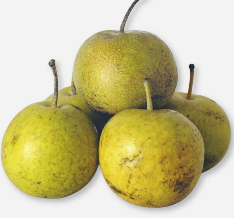 Drippin' Honey Asian Pear - NEW!!!