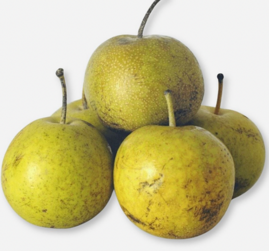 Drippin' Honey Asian Pear - NEW!!!