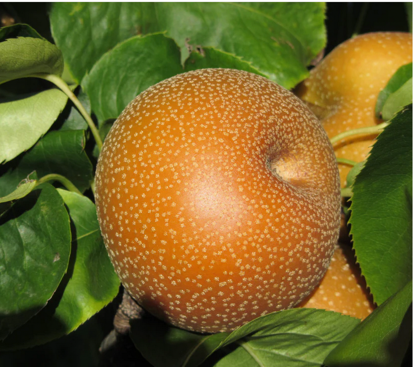 Seuri Asian Pear Trees For Sale | Peaceful Heritage Nursery