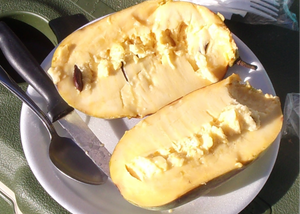 KY Legend Titan Pawpaw Tree | NATURALLY GROWN
