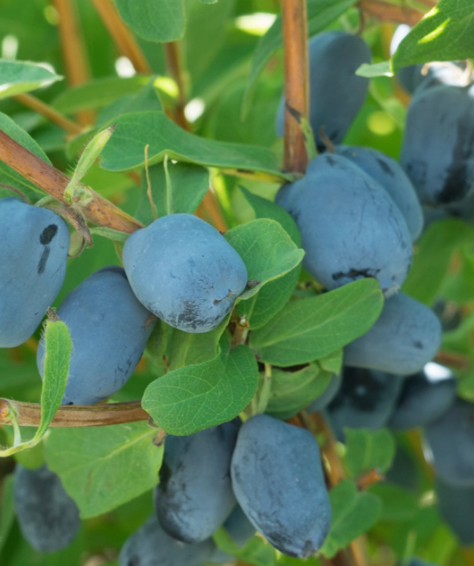 Boreal Beauty Honeyberry | Peaceful Heritage Nursery