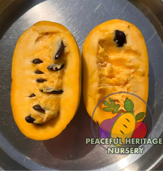 PHN Seraphim Pawpaw Tree (R8)