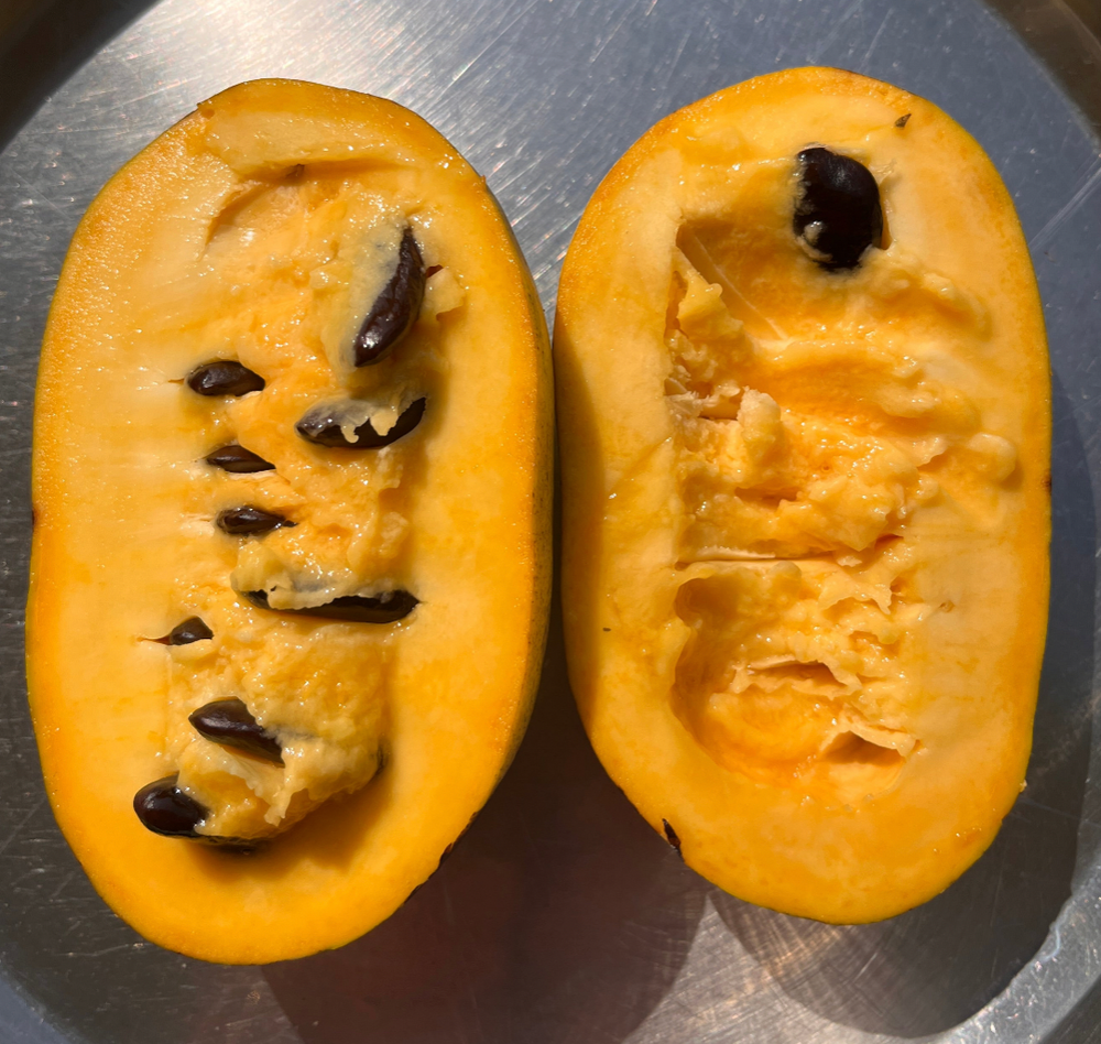 PHN Seraphim Pawpaw Tree (R8)