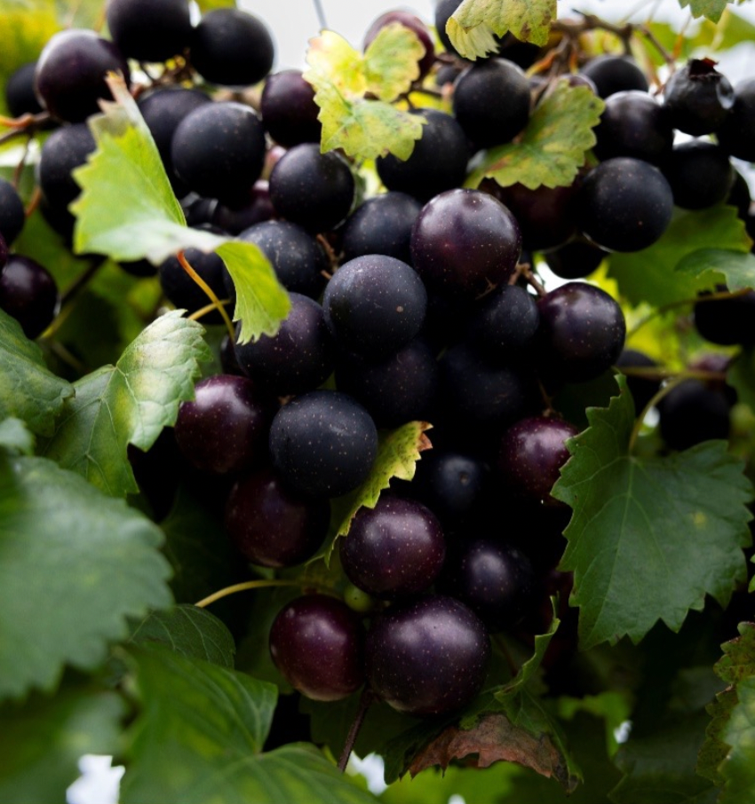 Mighty Fine TM Muscadine Grape - Naturally Grown
