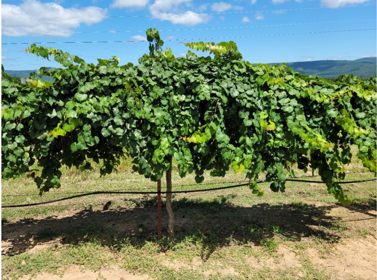 Mighty Fine TM Muscadine Grape - Naturally Grown