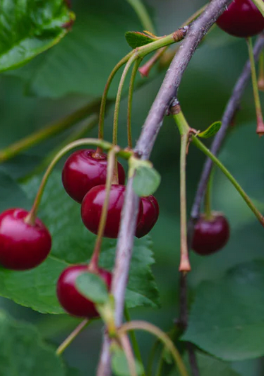 Romance Bush Cherry Collection - NEW!!!