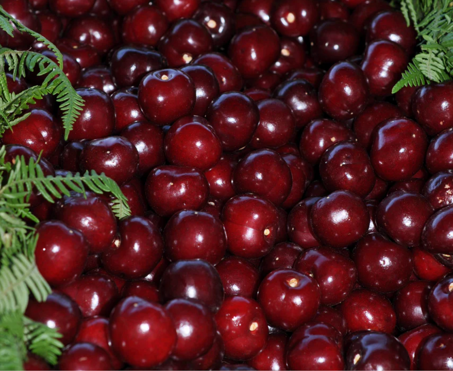 Carmine Jewel Bush Cherry - NEW!!!