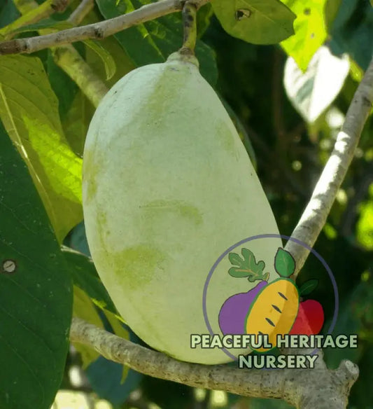 Allegheny ® Pawpaw Tree - NATURALLY GROWN SUPREME GRADE 3’ + Pawpaw Trees For Sale