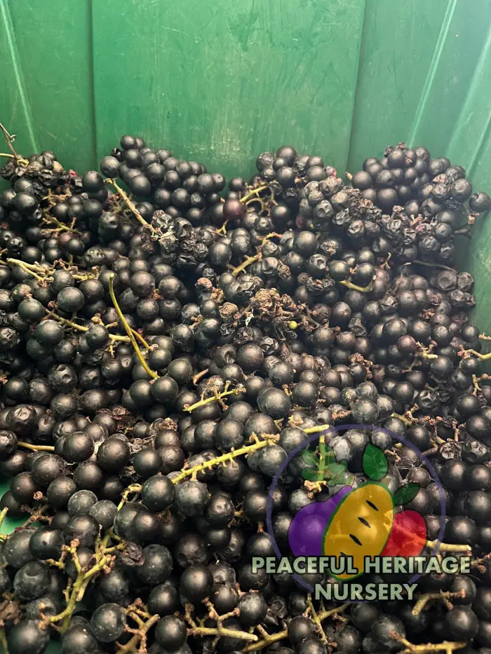 America Grape | Naturally Grown - Grape Vines For Sale