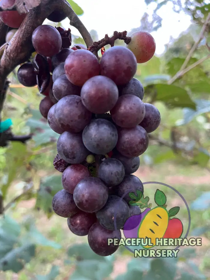 America Grape | Naturally Grown Grape Vines For Sale