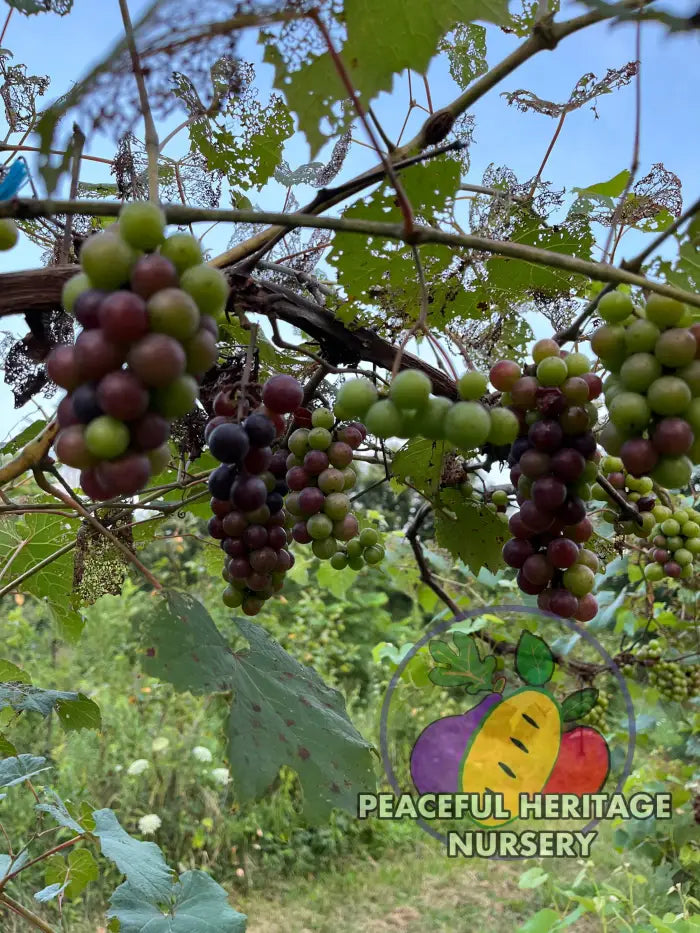 hanging grape plant America Grape