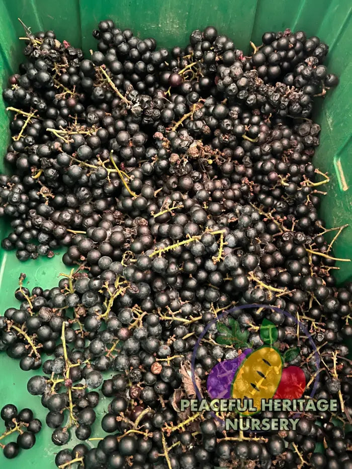 America Grape | Naturally Grown - Grape Vines For Sale