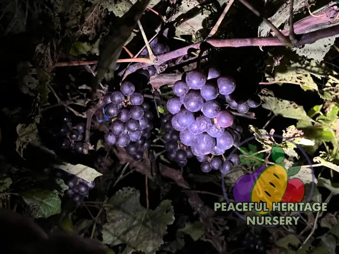 America Grape | Naturally Grown Grape Vines For Sale