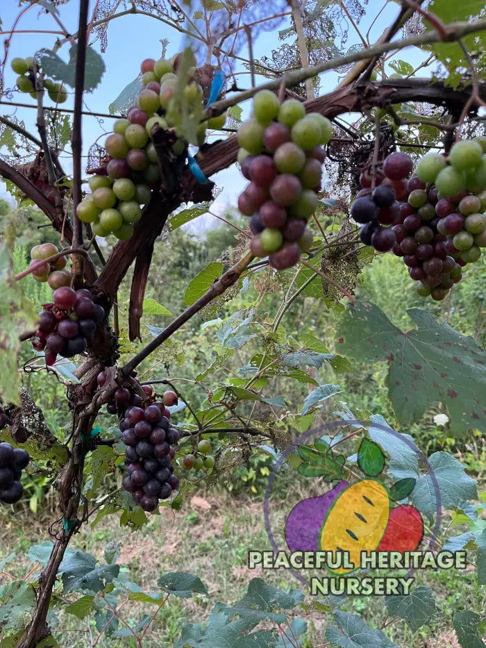 America Grape | Naturally Grown Grape Vines For Sale