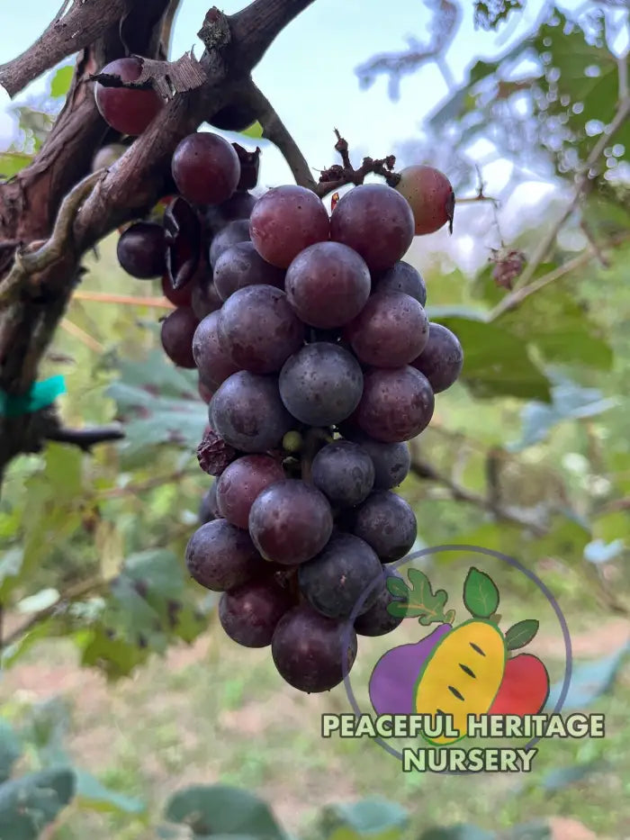 America Grape | Naturally Grown