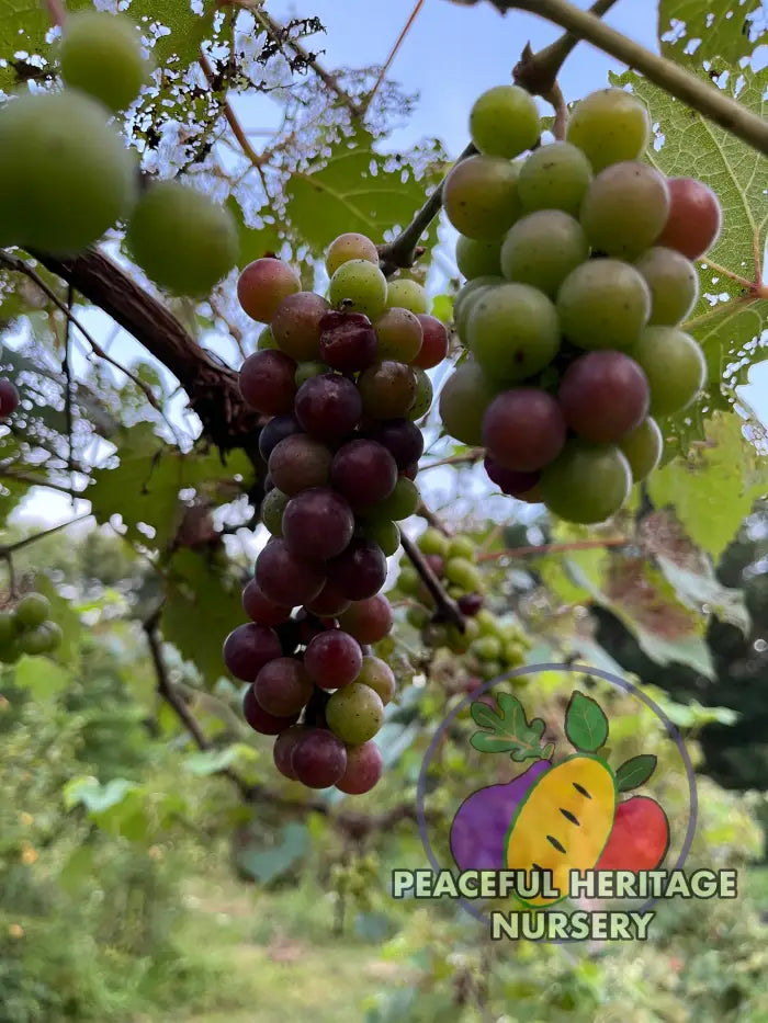 America Grape | Naturally Grown Grape Vines For Sale