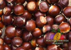 American Asian Hybrid Chestnut Tree | PH Nursery