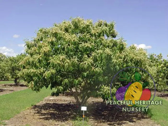 American Asian Hybrid Chestnut Tree | PH Nursery NEW ITEMS