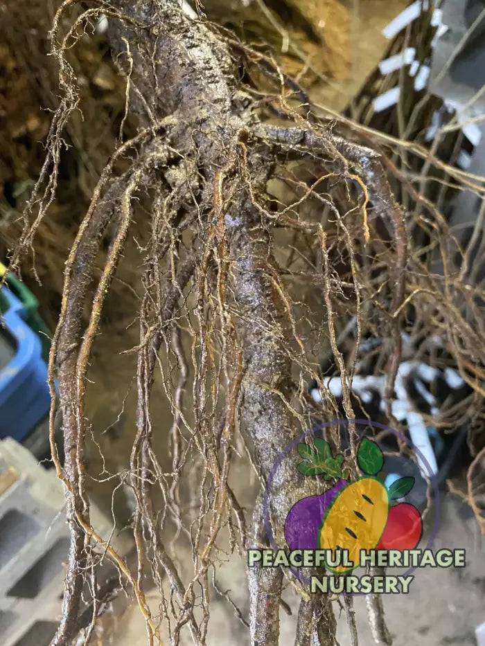 American Asian Hybrid Chestnut Tree | PH Nursery NEW ITEMS