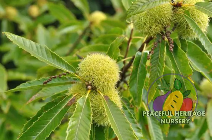 American Asian Hybrid Chestnut Tree | PH Nursery NEW ITEMS