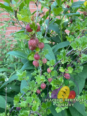 Amish Red Gooseberry | Naturally Grown