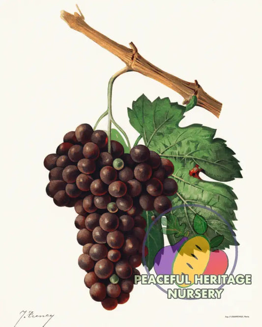 Atoka Grape | Naturally Grown Grape Vines For Sale