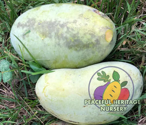 Avatar Pawpaw Tree | Naturally Grown