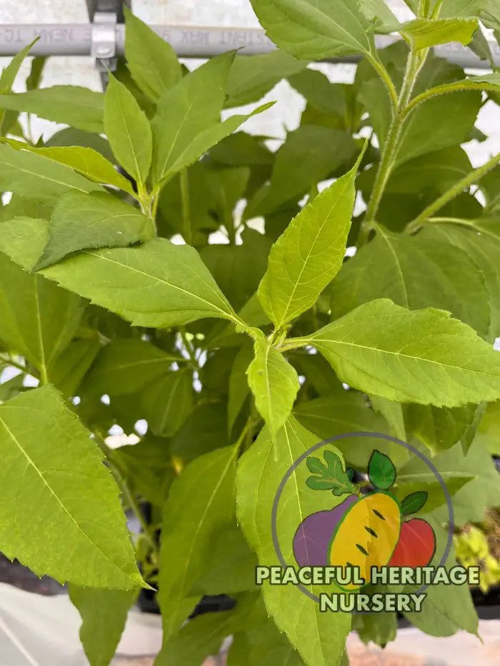 ’Beaver Valley’ Jersusalem Artichoke Plants ’Sunchokes’ | Naturally Grown - Native