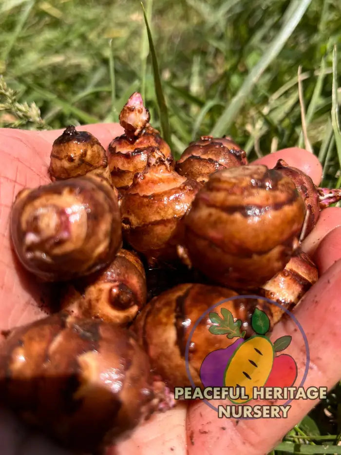 ’Beaver Valley’ Jersusalem Artichoke Plants ’Sunchokes’ | Naturally Grown - Native