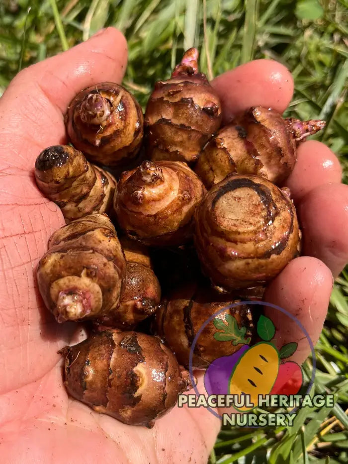 'Beaver Valley' Jersusalem Artichoke Plants 'Sunchokes' | Naturally Grown
