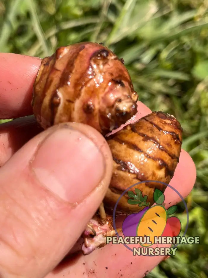 ’Beaver Valley’ Jersusalem Artichoke Plants ’Sunchokes’ | Naturally Grown - Native