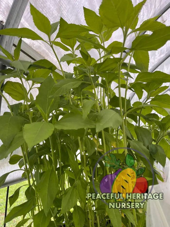 ’Beaver Valley’ Jersusalem Artichoke Plants ’Sunchokes’ | Naturally Grown - Native