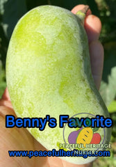 Bennys Favorite Pawpaw Tree (275-56) | Peaceful Heritage Nursery