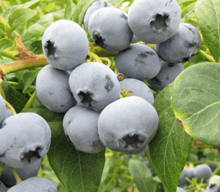 Bluecrop Blueberry